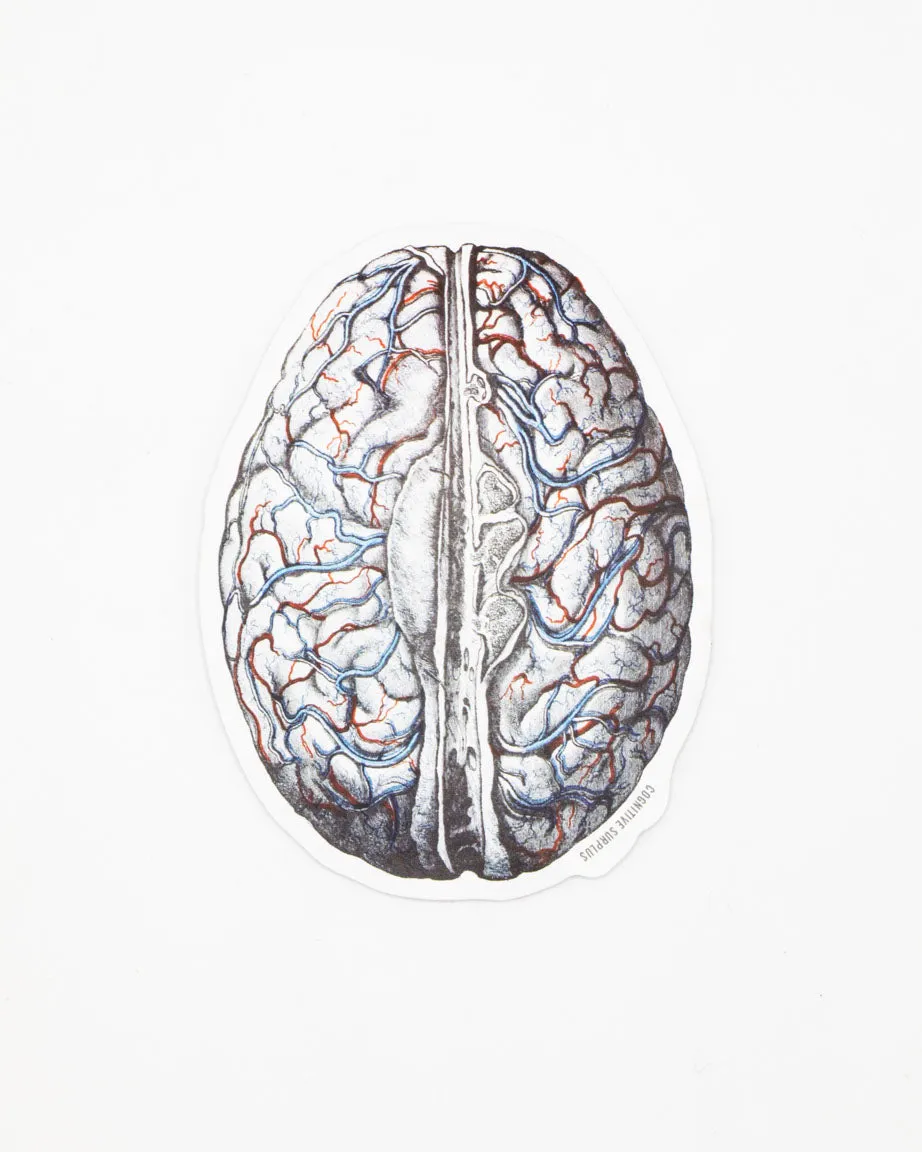 Brain Blood Flow Sticker