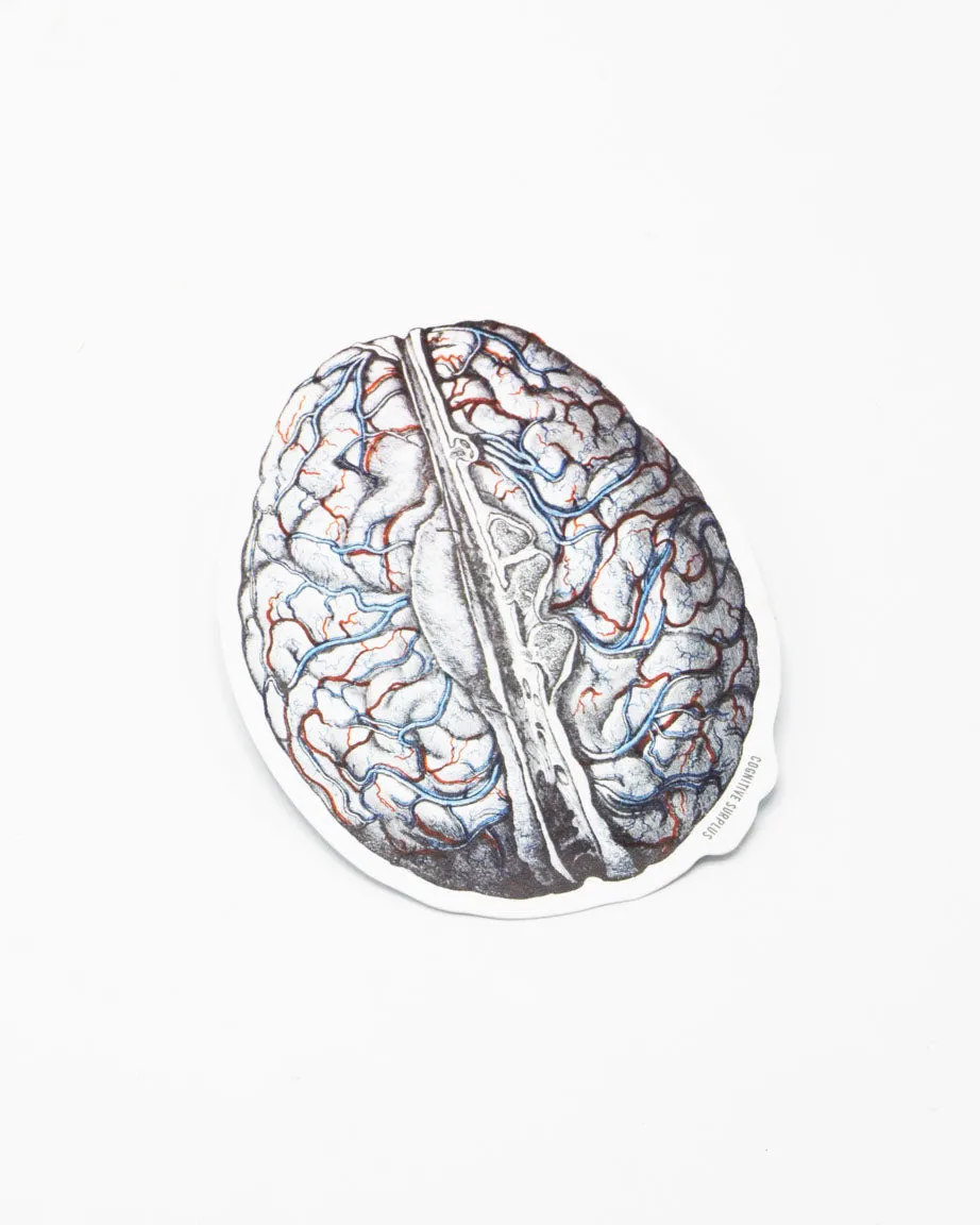 Brain Blood Flow Sticker
