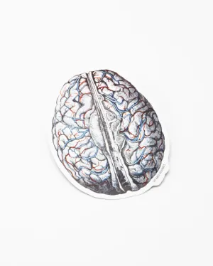 Brain Blood Flow Sticker